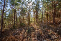 Pine Ridge Tract 9