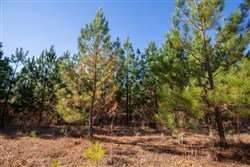 Pine Ridge Tract 9