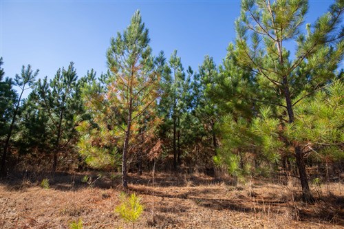 Pine Ridge Tract 9
