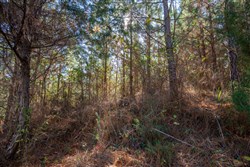 Pine Ridge Tract 9