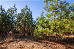Pine Ridge Tract 9