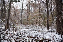 property photo for Sweet Water Ranch Tract 13, 5.1 acres for sale in Decatur County, Tennessee