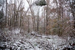 property photo for Sweet Water Ranch Tract 13, 5.1 acres for sale in Decatur County, Tennessee