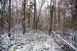 property photo for Sweet Water Ranch Tract 13, 5.1 acres for sale in Decatur County, Tennessee