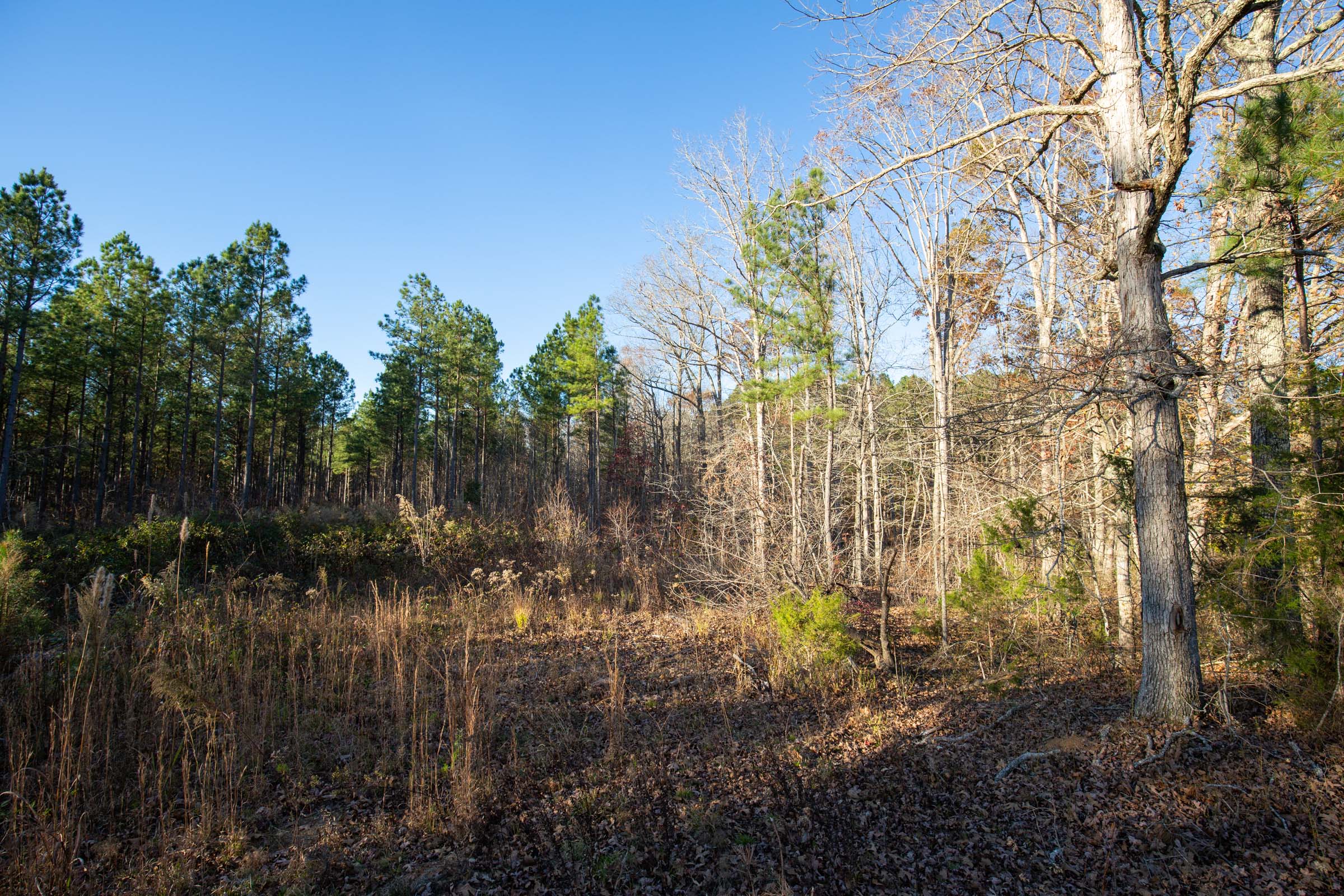 Tract 1 at Whetstone Pines in Decatur County, Tennessee