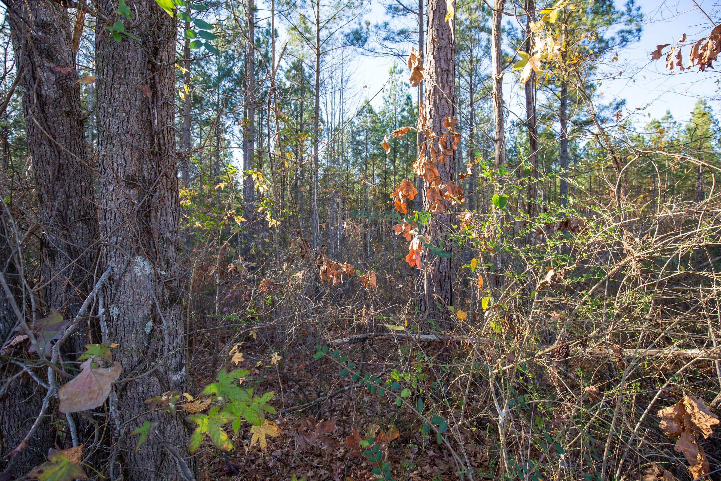 Tract 2 at Whetstone Pines in Decatur County, Tennessee