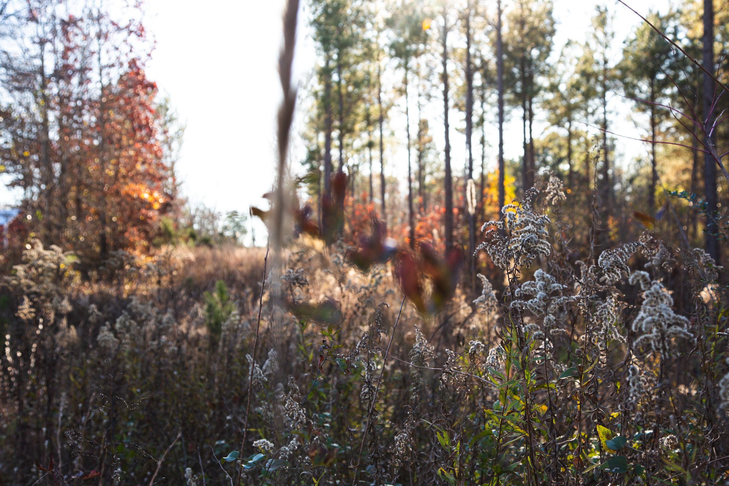 Tract 3 at Whetstone Pines in Decatur County, Tennessee