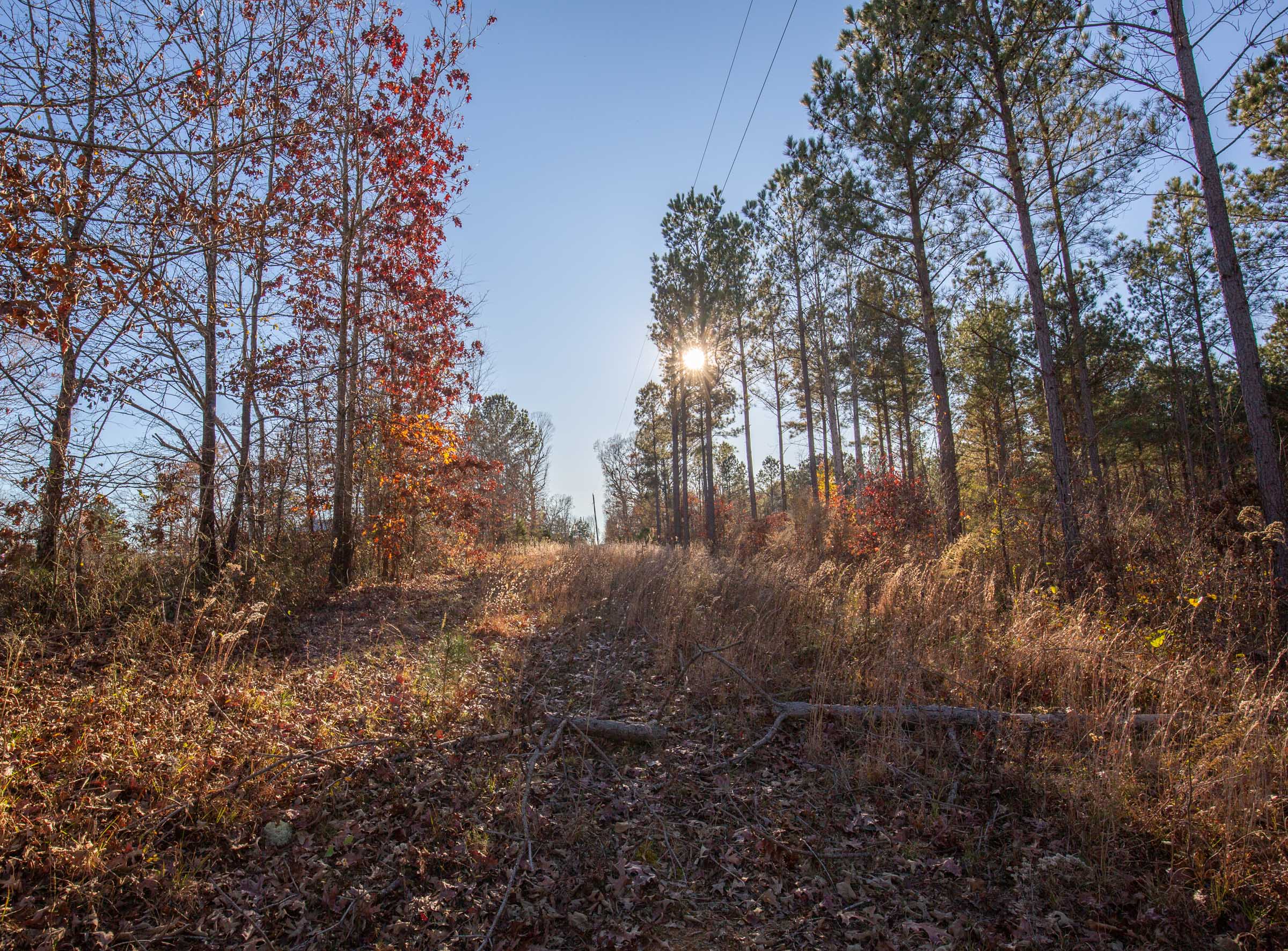 Tract 4 at Whetstone Pines in Decatur County, Tennessee