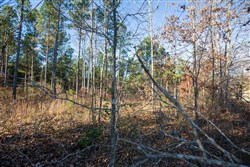 Whetstone Pines Tract 5