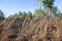 Whetstone Pines Tract 6