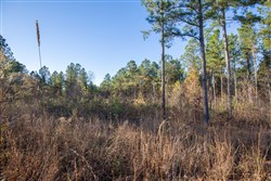 Whetstone Pines Tract 6