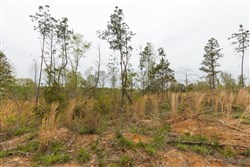 property photo for Twin Rivers Tract 25, 5.01 acres for sale in Henderson County, Tennessee