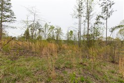 property photo for Twin Rivers Tract 25, 5.01 acres for sale in Henderson County, Tennessee