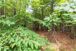 property photo for Whiskey Ridge Tract 1, 6.63 acres for sale in Henderson County, Tennessee