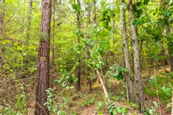 property photo for Whiskey Ridge Tract 10, 6.63 acres for sale in Henderson County, Tennessee