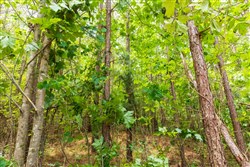 property photo for Whiskey Ridge Tract 10, 6.63 acres for sale in Henderson County, Tennessee