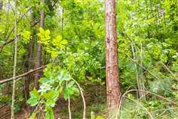 property photo for Whiskey Ridge Tract 10, 6.63 acres for sale in Henderson County, Tennessee