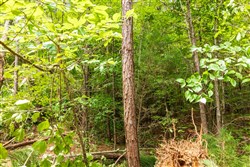 property photo for Whiskey Ridge Tract 10, 6.63 acres for sale in Henderson County, Tennessee
