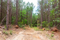property photo for Whiskey Ridge Tract 100, 12.12 acres for sale in Henderson County, Tennessee