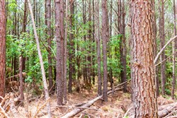 property photo for Whiskey Ridge Tract 100, 12.12 acres for sale in Henderson County, Tennessee