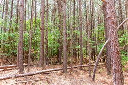 property photo for Whiskey Ridge Tract 100, 12.12 acres for sale in Henderson County, Tennessee