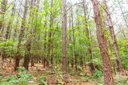 property photo for Whiskey Ridge Tract 100, 12.12 acres for sale in Henderson County, Tennessee