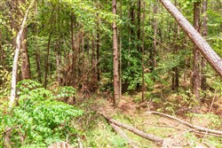 property photo for Whiskey Ridge Tract 100, 12.12 acres for sale in Henderson County, Tennessee
