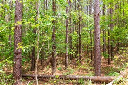 property photo for Whiskey Ridge Tract 100, 12.12 acres for sale in Henderson County, Tennessee