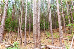 Whiskey Ridge Tract 101