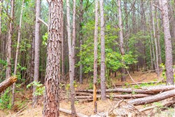 Whiskey Ridge Tract 101