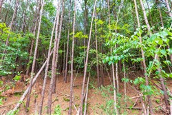 property photo for Whiskey Ridge Tract 102, 6.67 acres for sale in Henderson County, Tennessee