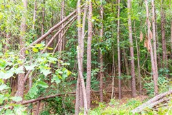 property photo for Whiskey Ridge Tract 102, 6.67 acres for sale in Henderson County, Tennessee