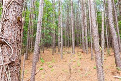 property photo for Whiskey Ridge Tract 102, 6.67 acres for sale in Henderson County, Tennessee