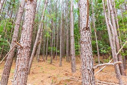 property photo for Whiskey Ridge Tract 102, 6.67 acres for sale in Henderson County, Tennessee