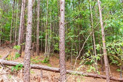 property photo for Whiskey Ridge Tract 103, 10.42 acres for sale in Henderson County, Tennessee