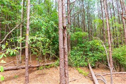 property photo for Whiskey Ridge Tract 103, 10.42 acres for sale in Henderson County, Tennessee