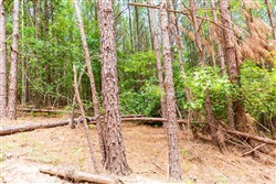 property photo for Whiskey Ridge Tract 103, 10.42 acres for sale in Henderson County, Tennessee