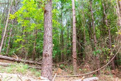 property photo for Whiskey Ridge Tract 103, 10.42 acres for sale in Henderson County, Tennessee