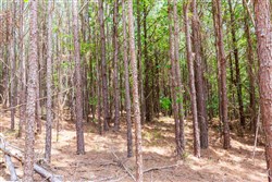 Whiskey Ridge Tract 104