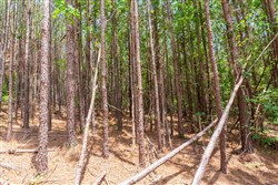 Whiskey Ridge Tract 104