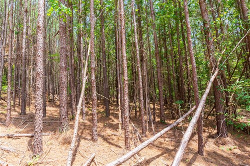 Whiskey Ridge Tract 104