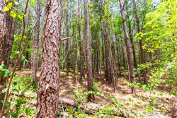 Whiskey Ridge Tract 104