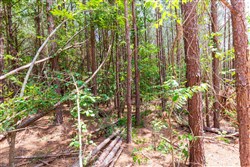 Whiskey Ridge Tract 104