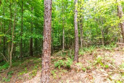 property photo for Whiskey Ridge Tract 105, 8.74 acres for sale in Henderson County, Tennessee