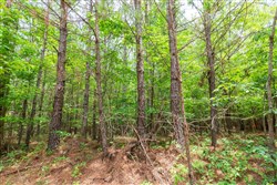 Whiskey Ridge Tract 106
