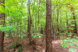 Whiskey Ridge Tract 106
