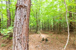 Whiskey Ridge Tract 106