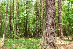 Whiskey Ridge Tract 107