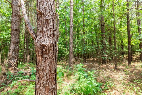 Whiskey Ridge Tract 107