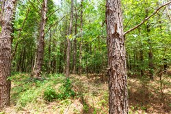 Whiskey Ridge Tract 107